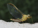 Mayfly
