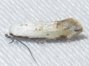 Mea skinnerella