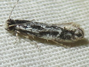 Leucomele miriamella