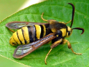 More European Hornet Moths