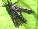 More Virginia Creeper Clearwing Moths