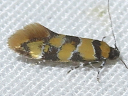 Reticulated Decantha