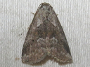 White-lined Graylet