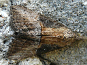 Green Cloverworm Moth