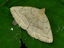 Litter Moths