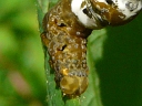 More Moonseed Moths