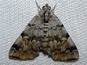 More American Idia Moths