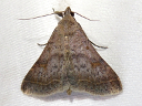 More Bent-winged Owlet Moths