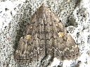 More Common Idia Moths