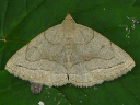 Grayish Zanclognatha Moth
