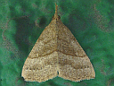 Speckled Snout Moth