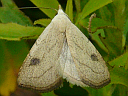 Spotted Grass Moth