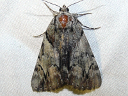 Charming Underwing