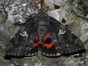 Underwing Moths