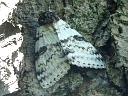 Underwing Moths