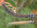 More Ailanthus Webworm Moths