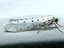 More Orchard Ermine Moths