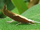Honeysuckle Moth