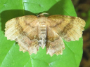 Scallop Moth