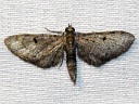 More Common Pug Moths