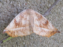 Curve-toothed Geometer