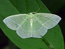 White-fringed Emerald