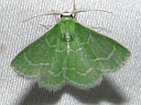 More Wavy-lined Emerald Moths