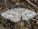 More Small Engrailed Moths