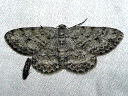 Small Engrailed Moth