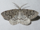 More False Hemlock Looper Moths