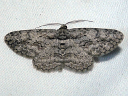 Common Gray