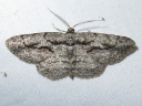 More Common Gray Moths
