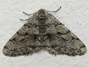 Half-wing