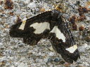 Common Spring Moth