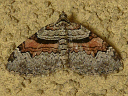 Labrador Carpet Moth