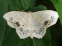 More Large Lace-border Moths