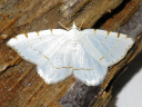Lesser Maple Spanworm