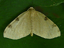 Three-spotted Fillip Moth