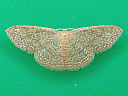 Common Tan Wave