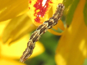 Common Tan Wave larva