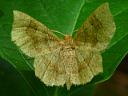 Metarranthis Moth