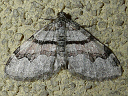 Xanthorhoe Moth