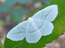 Geometrid Moths