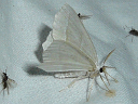 More Pale Beauty Moths