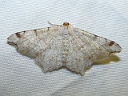 More Red-headed Inchworm Moths
