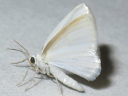 More White Spring Moths