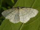 Yellow-dusted Cream Moth