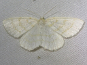 More Yellow-dusted Cream Moths