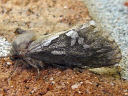 Common Swift Moth