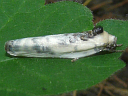 Fruitworm Moth